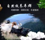 自然放养羊群山羊
