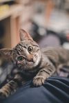 猫咪