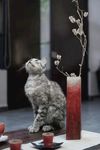 猫咪