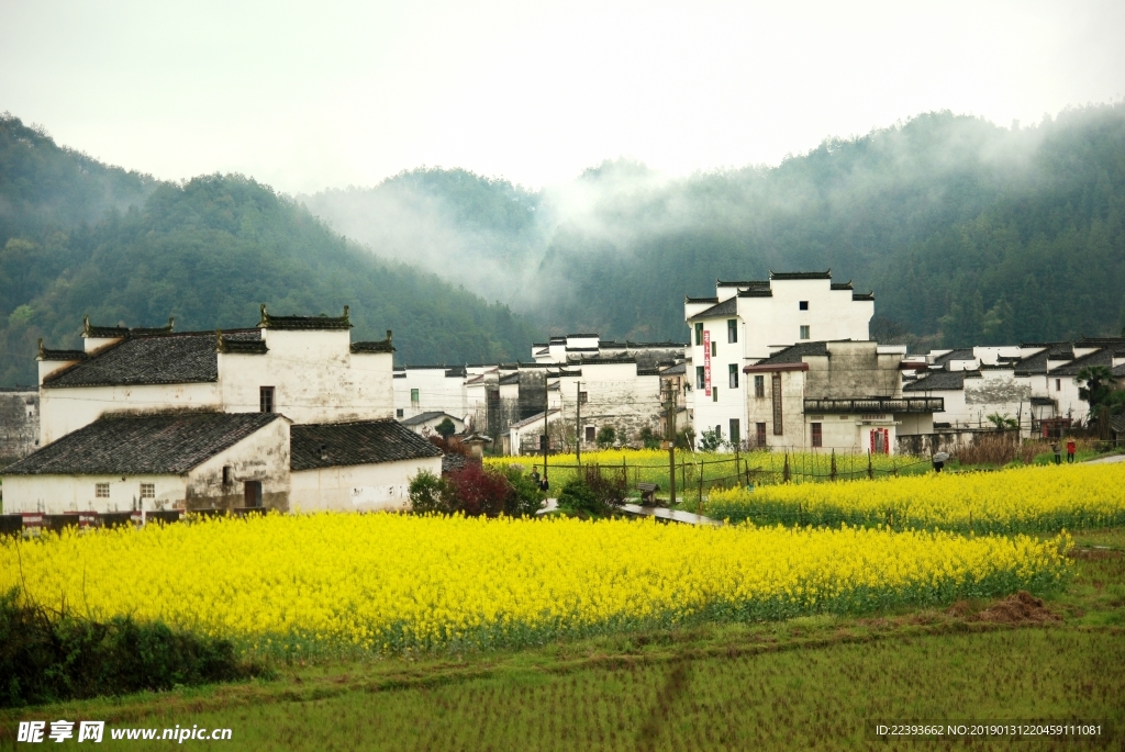 安徽 古徽州 油菜 旅行 旅游