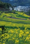 安徽 古徽州 油菜 旅行 旅游