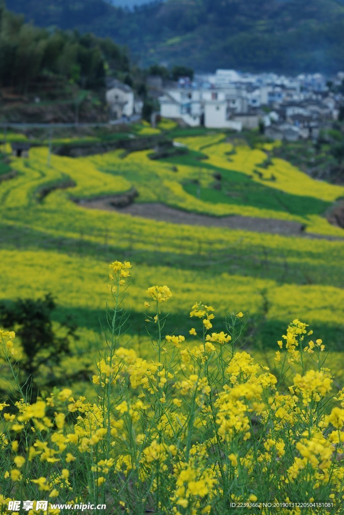 安徽 古徽州 油菜 旅行 旅游