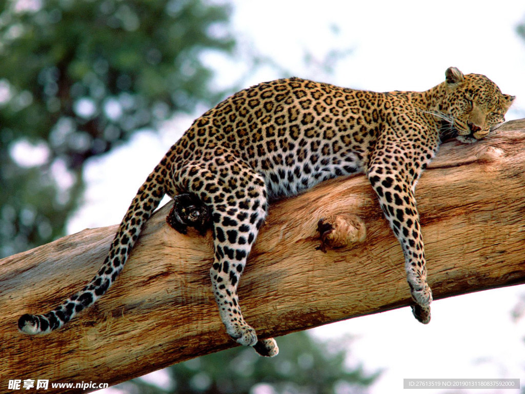 酣睡中的豹子图片