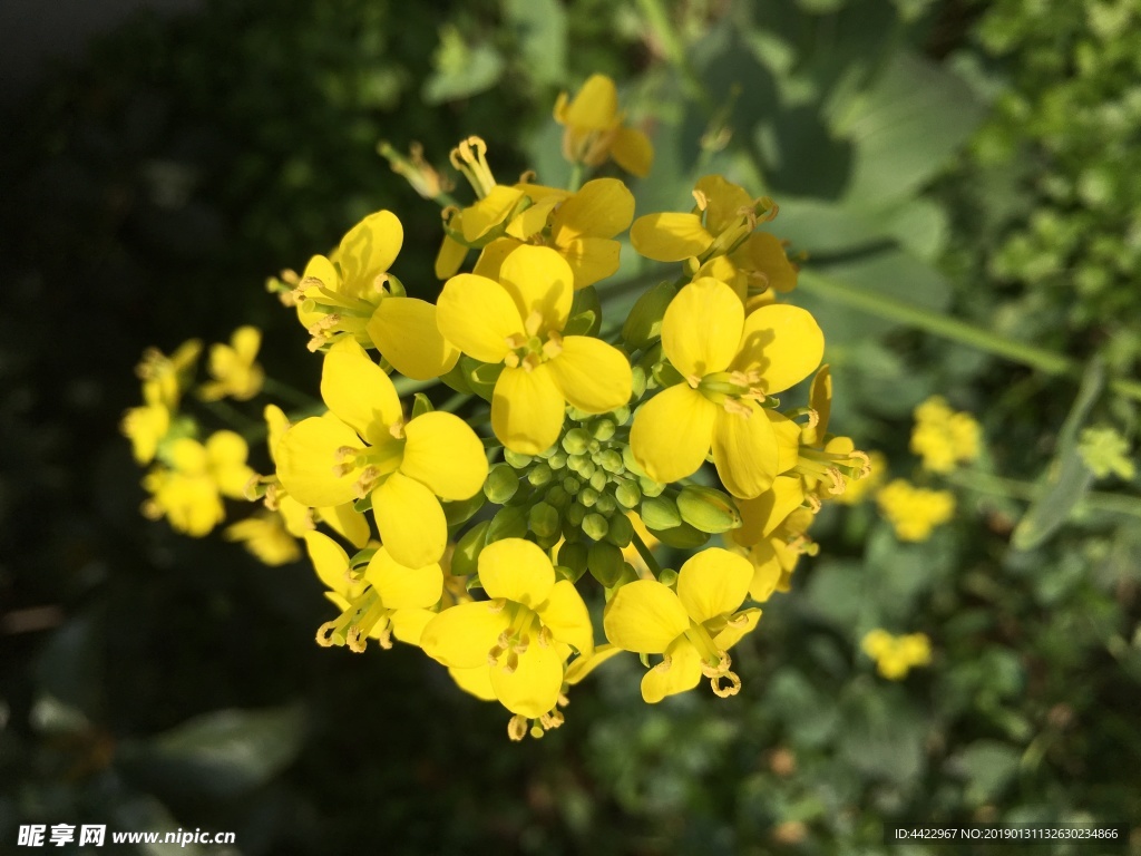 花