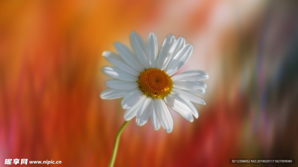白色小菊花