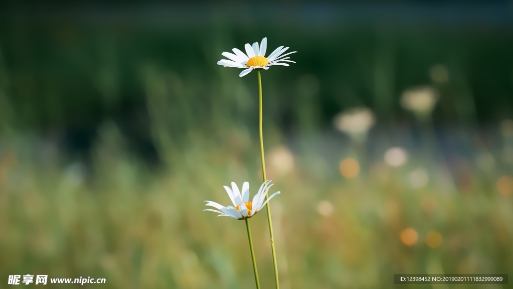 白色小菊花