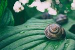 蜗牛