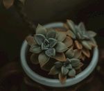 多肉植物