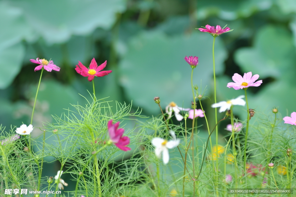 菊
