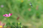 菊