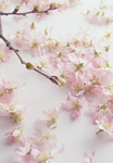桃花花瓣实拍素材