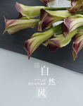自然风