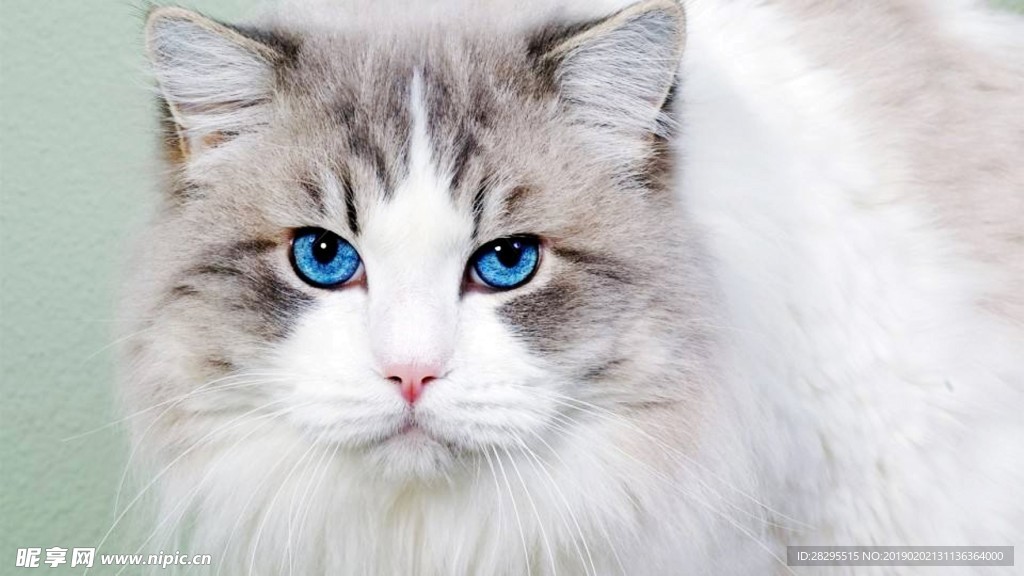 小猫