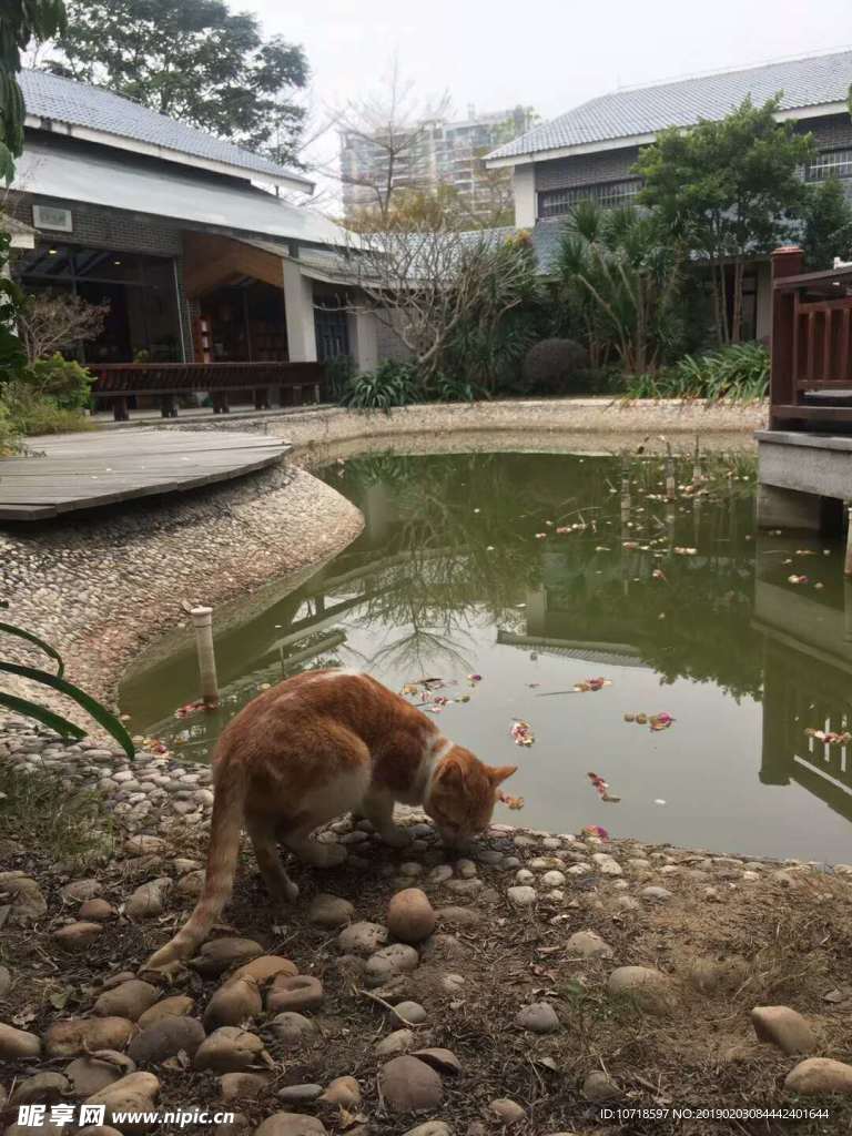 猫咪