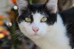 猫脸