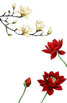 荷花玉兰