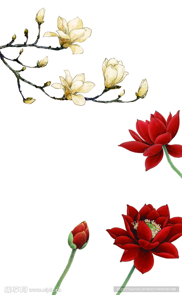 荷花玉兰