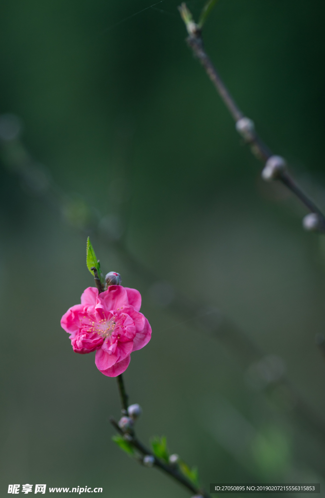 桃花素材