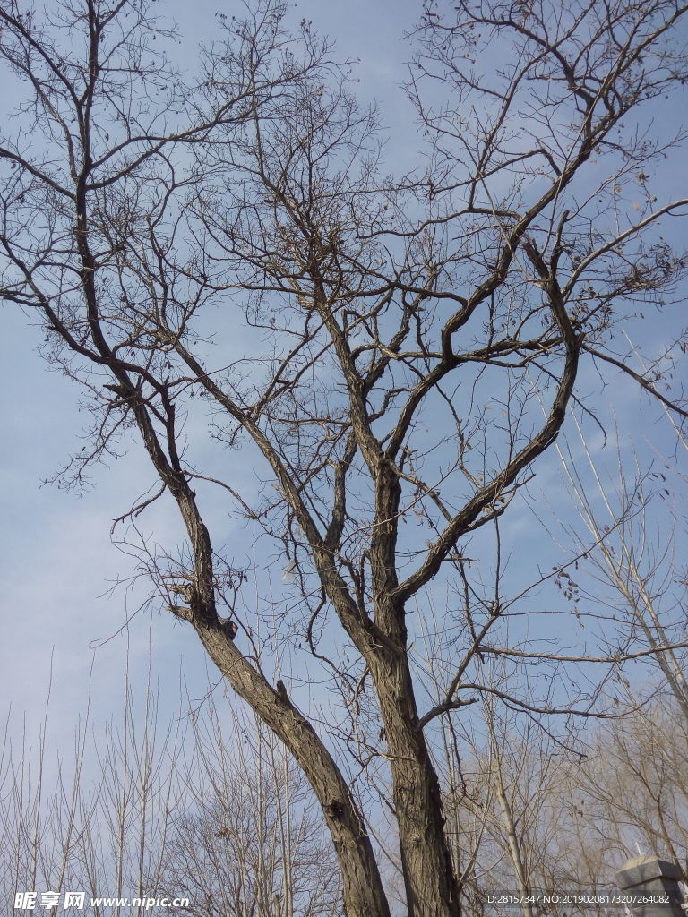 秃树
