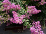 花团锦簇