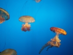 水母