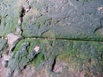 青苔