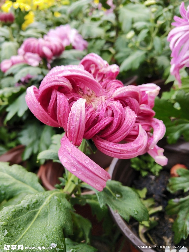 菊花