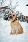 狗狗