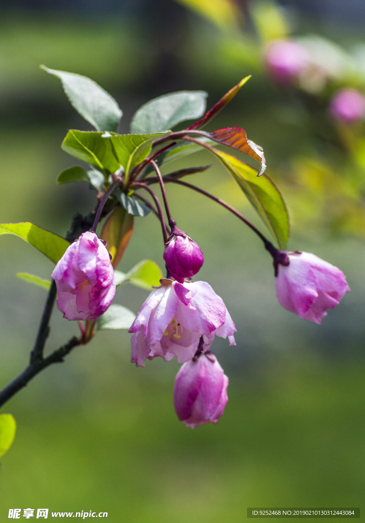 樱花树