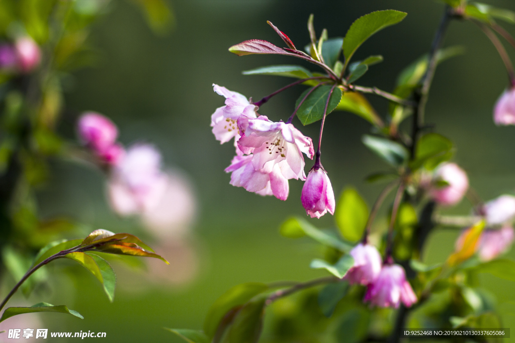 粉樱花