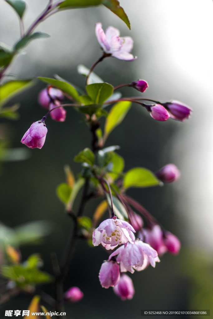 粉樱花