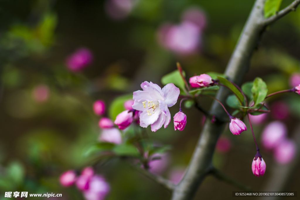 粉樱花