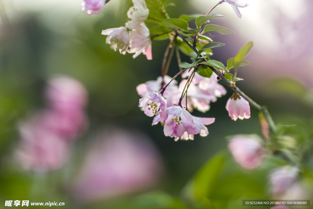 粉樱花