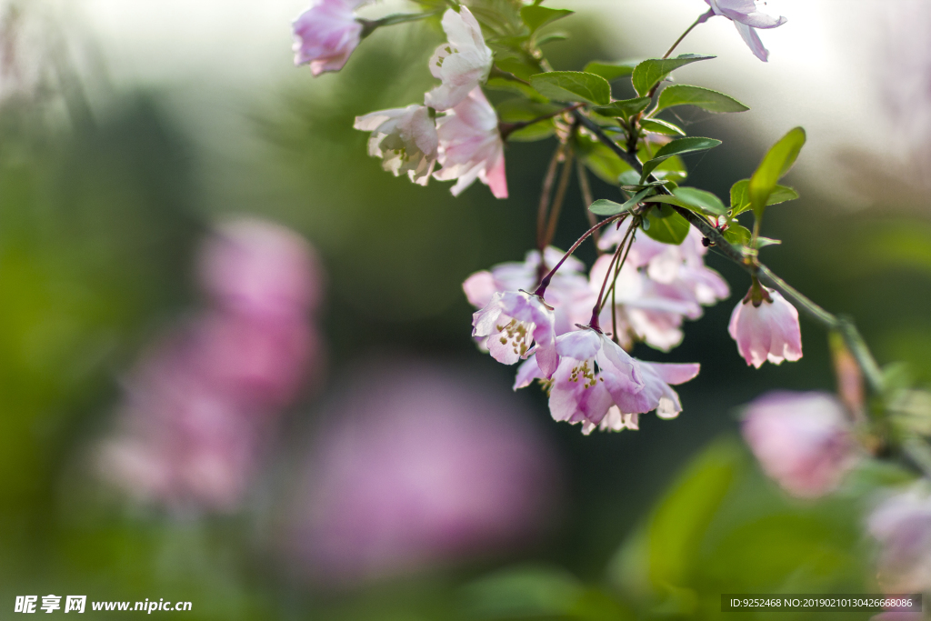 樱花树