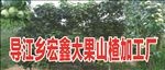 大果山楂 山楂 山楂树