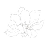 玉兰