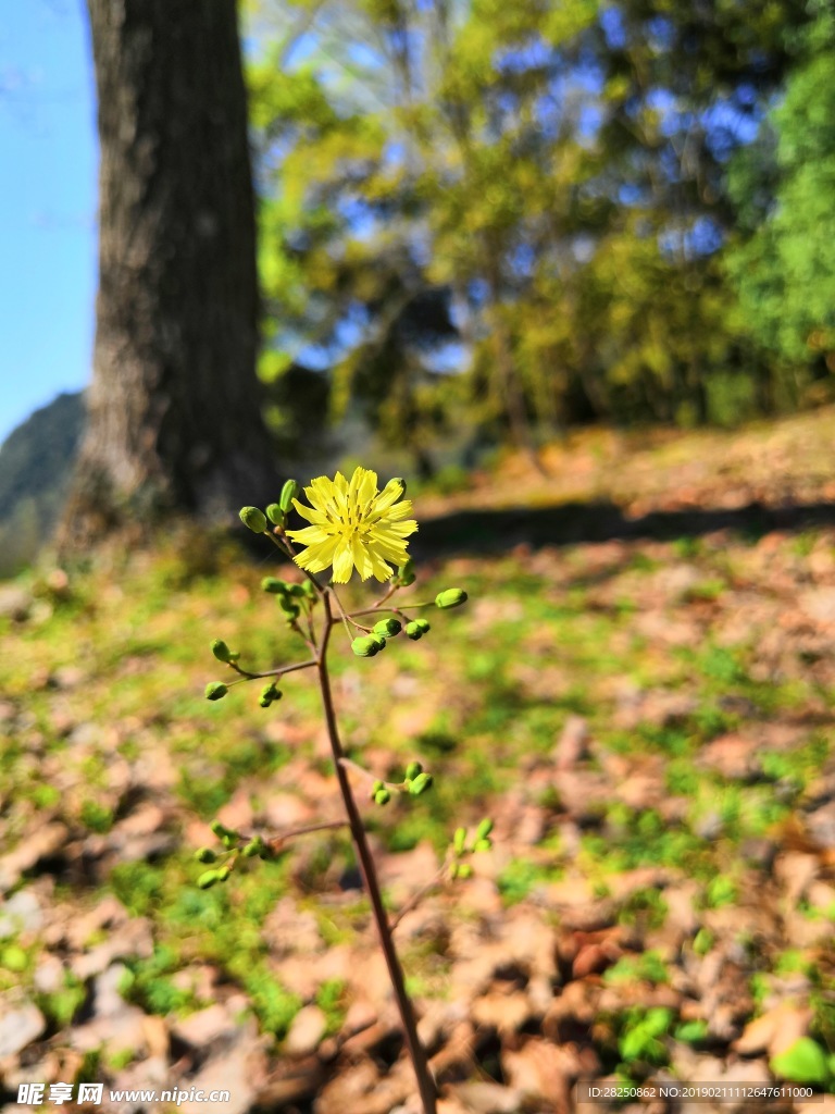 野花