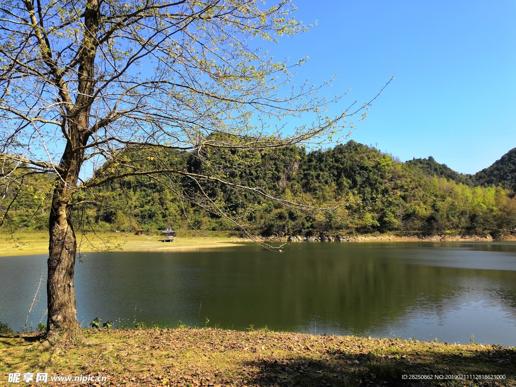 湖泊小树