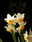 水仙花