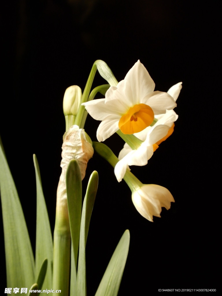 水仙花