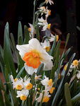 水仙花