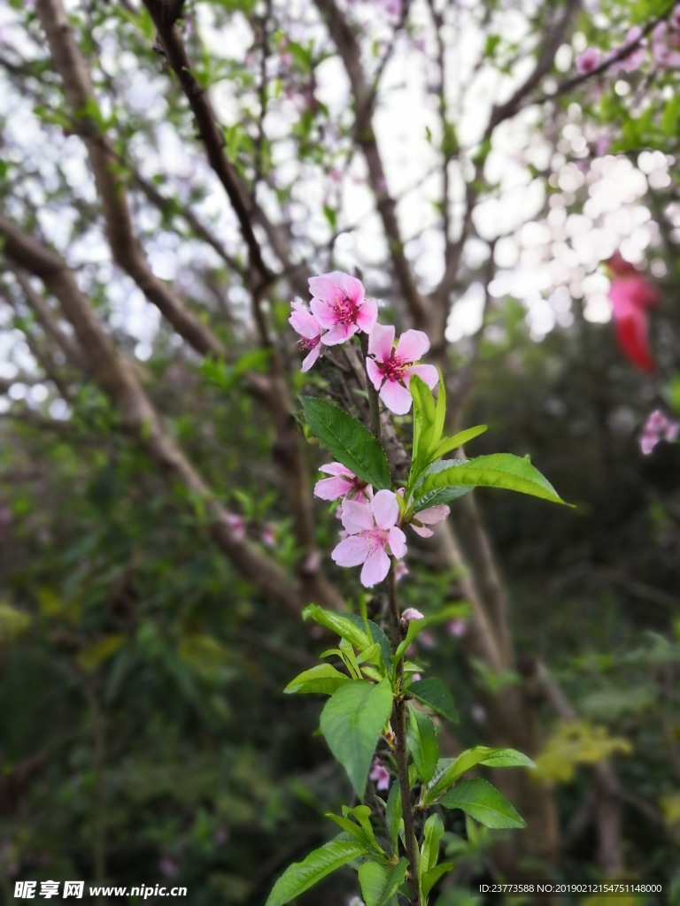 桃花