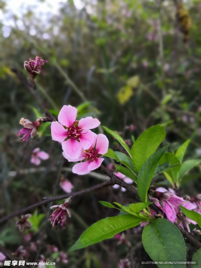 桃花