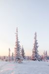 雪树
