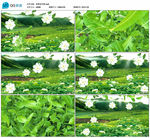 茉莉花清新风景 舞台背景视频