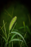 狗尾巴草