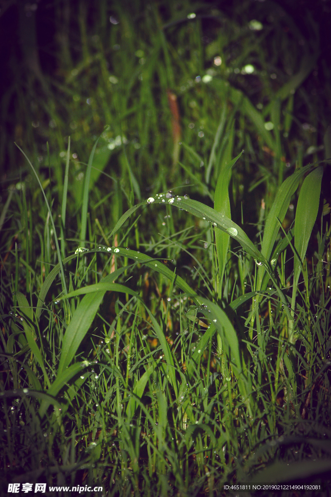 小草露水
