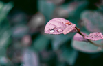 树叶露珠
