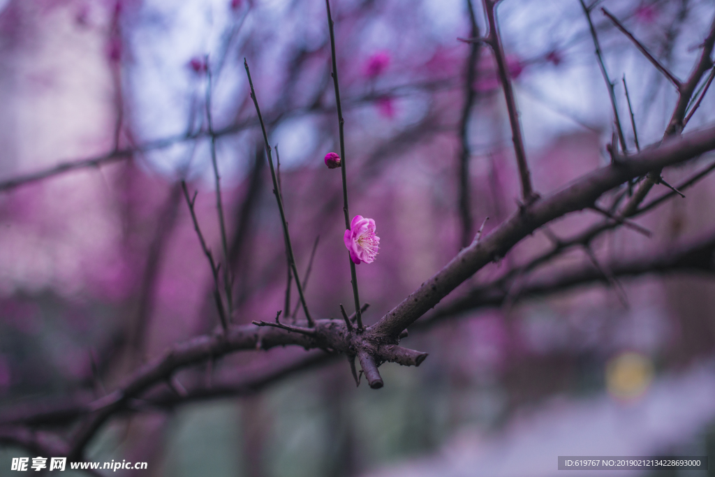 梅花