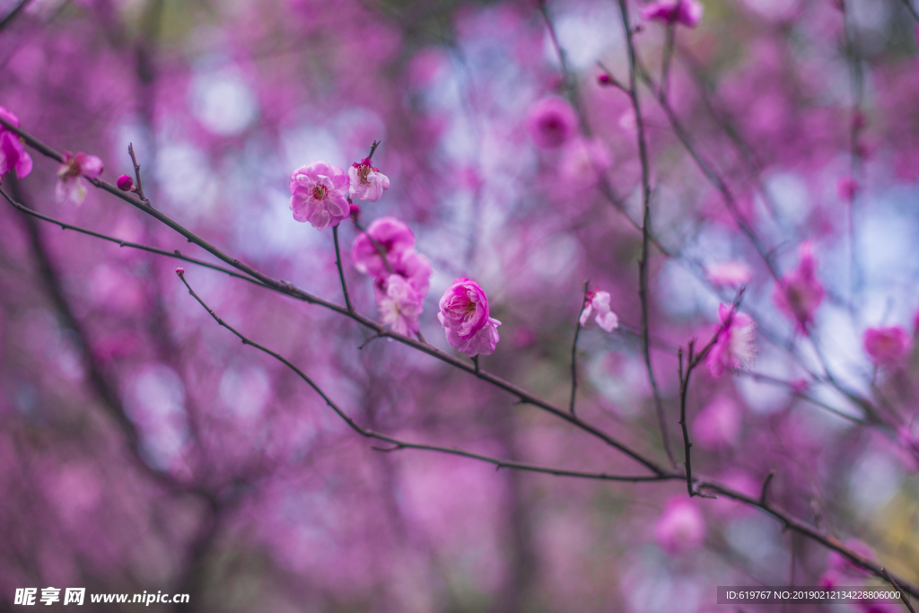 梅花